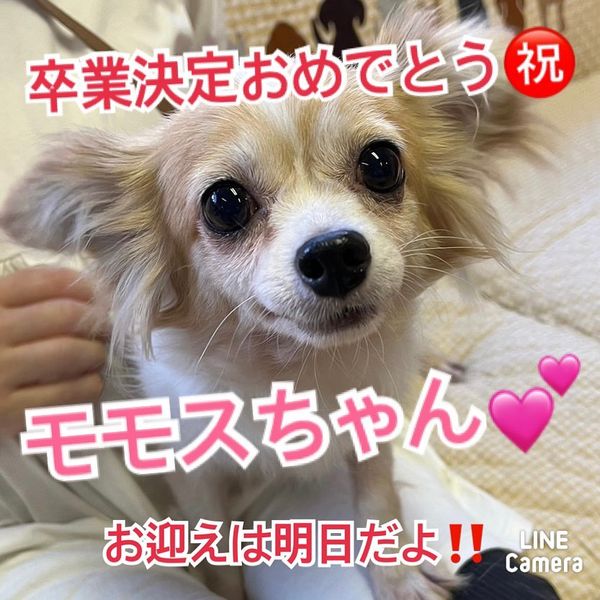 【運命の赤い糸見～つけた💓ロングコートチワワのモモスちゃん💕】2023,7,25